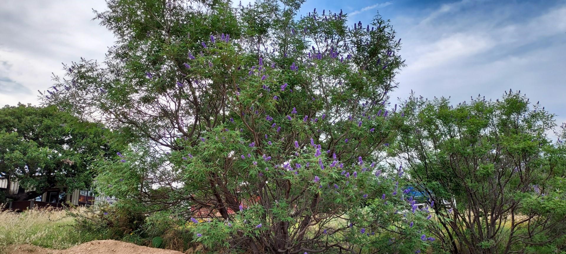 BUCHANAN LAKE VILLAGE UNIT 8 LT 13