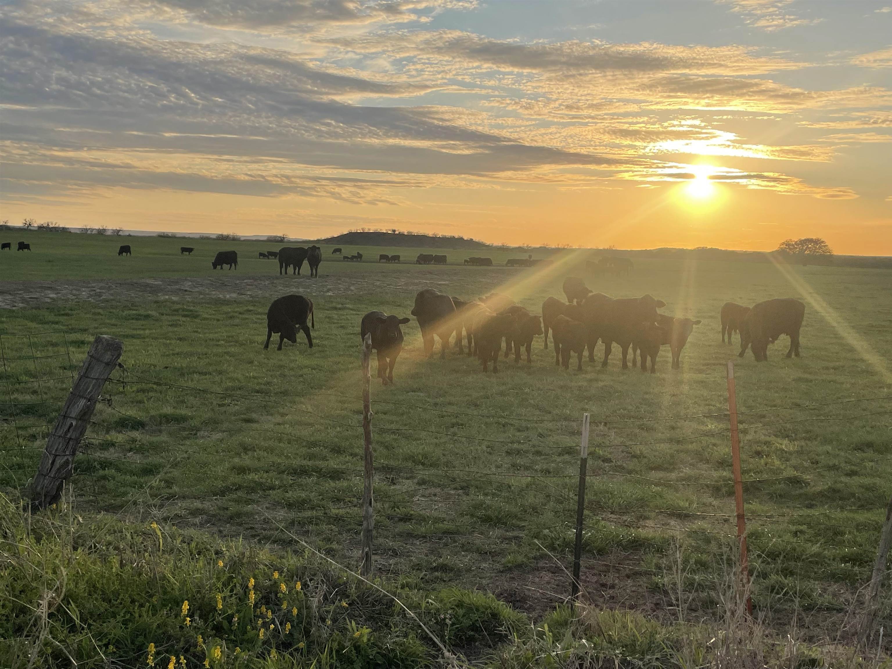 71.64 acres out of the Alfred Morris Survey 9, Abstract 851