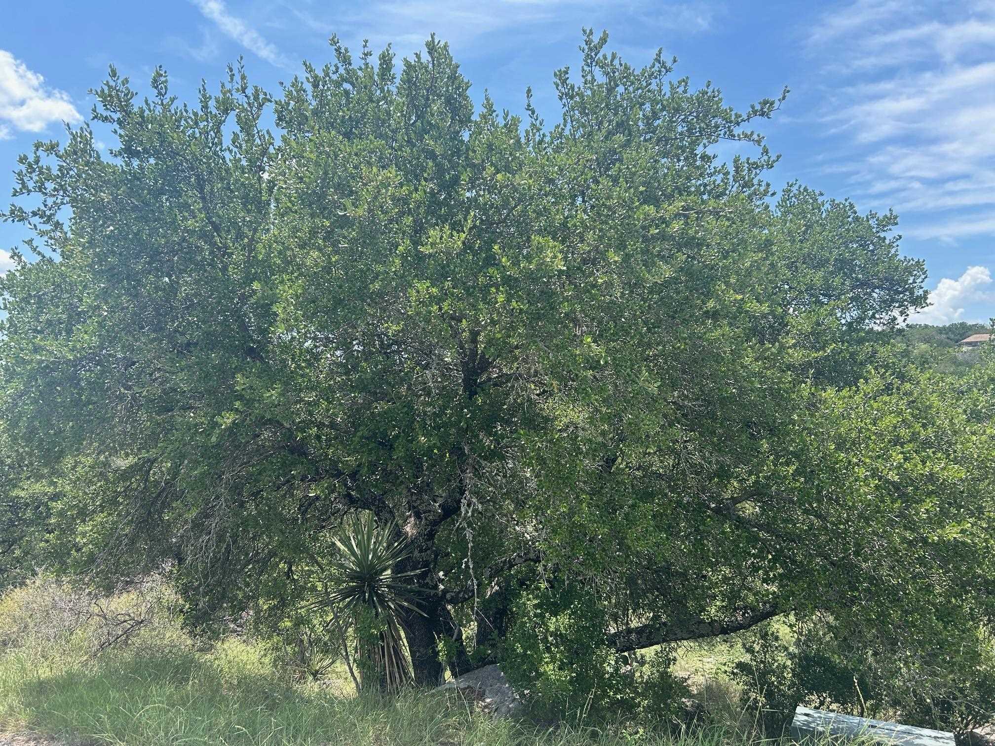 Horseshoe Bay LT 20199