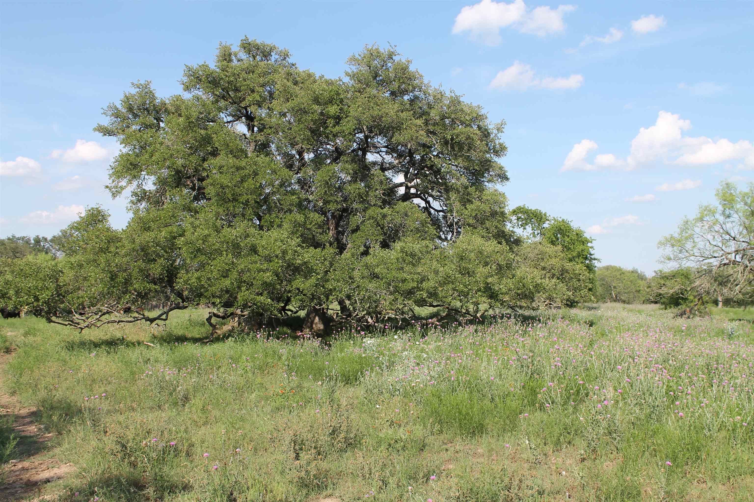 ABS A0171 Charles Cavanaugh, Tract 21, 302.14 acres