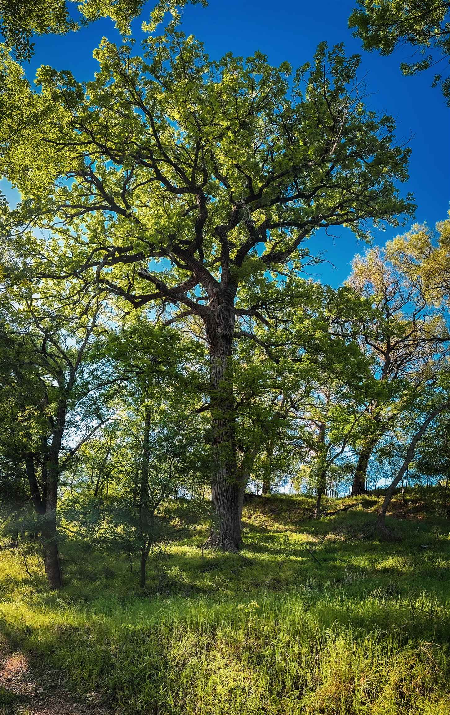 1451x2304